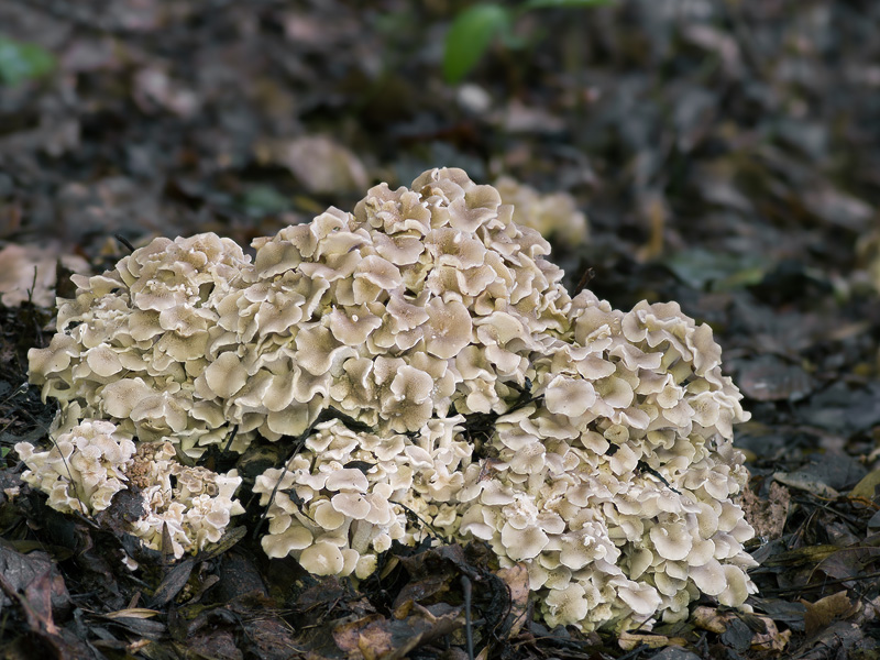 Polyporus umbellatus